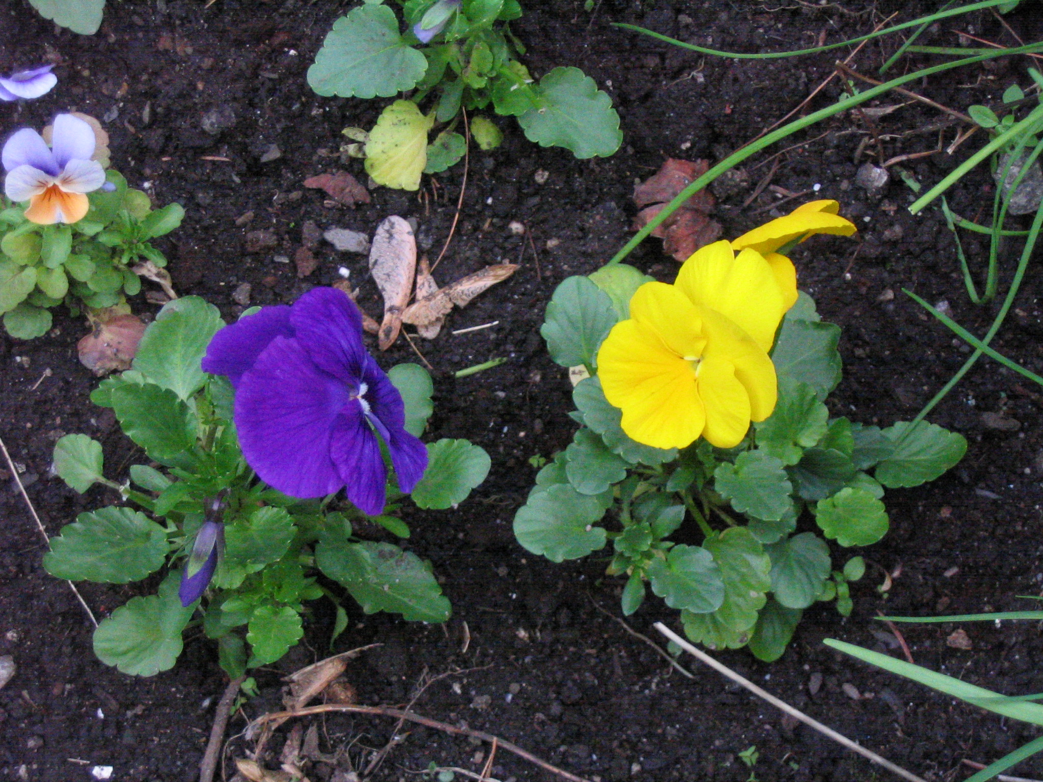 two flowers, one purple and yellow, in a dirt bed