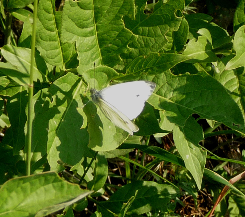 a white erfly is sitting on a leaf