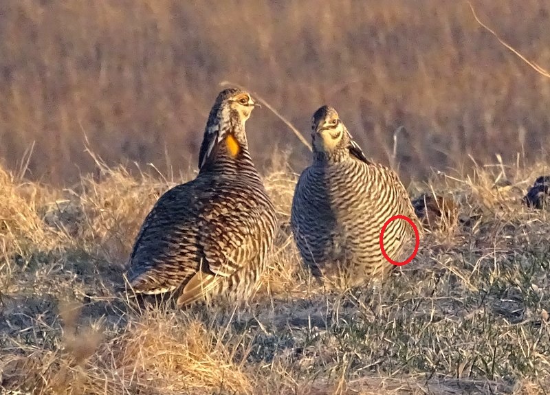 two big birds standing together in the grass