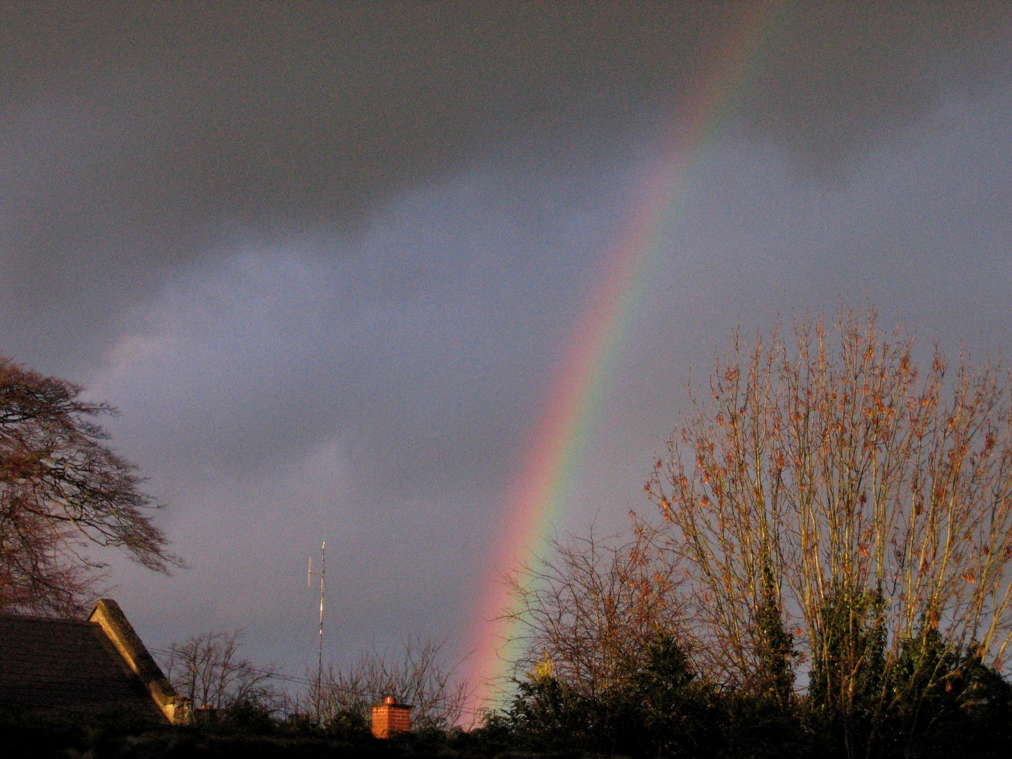 a rainbow shines bright in the sky above a tree