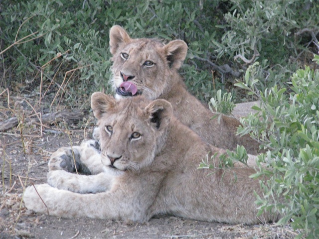two young lions lying together in the brush