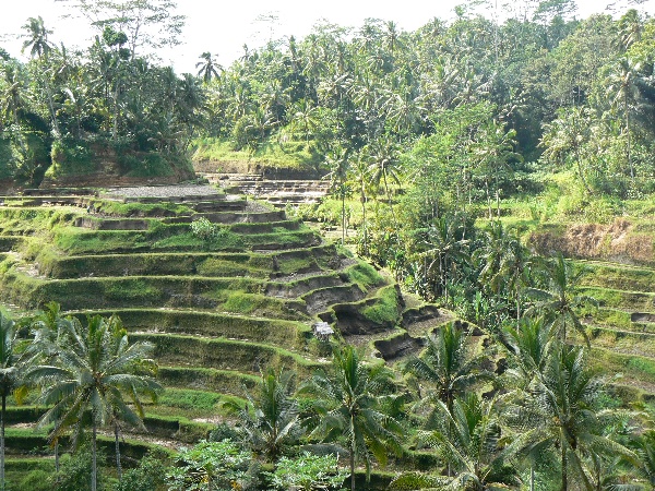 terraced rice terraces are surrounded by palm trees
