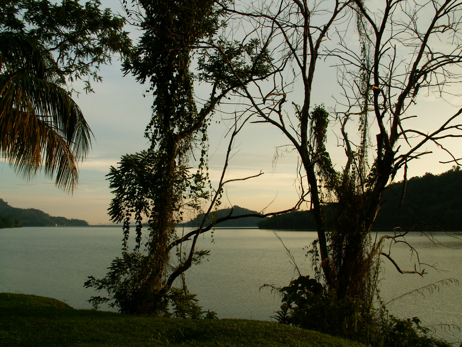 trees that are near a body of water