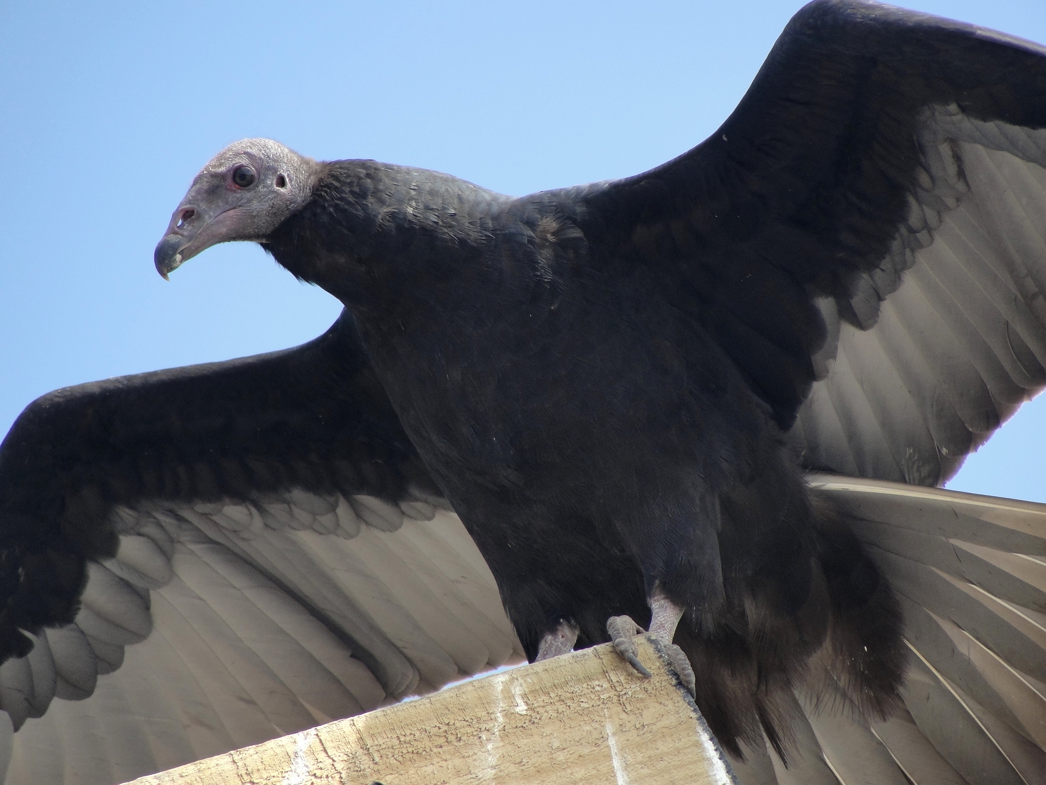 a bird is spread its wings on top of a post