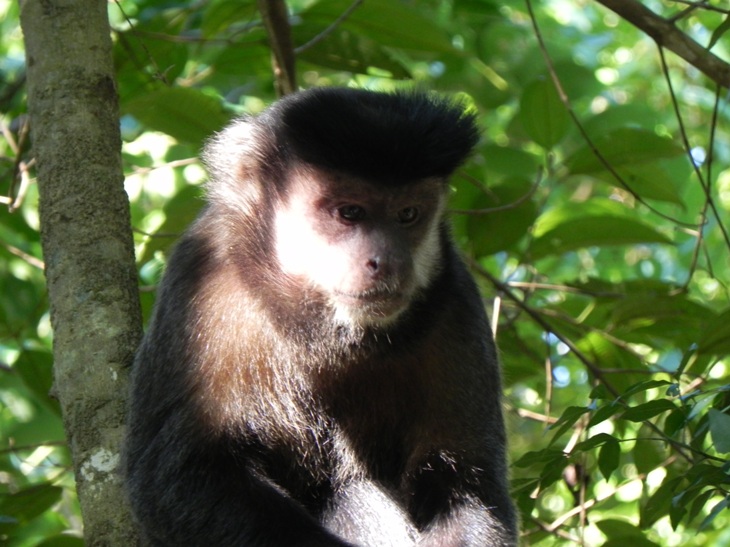 a monkey in a tree with green leaves