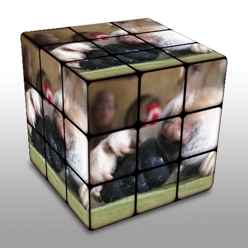 a cube with several different pictures of cows