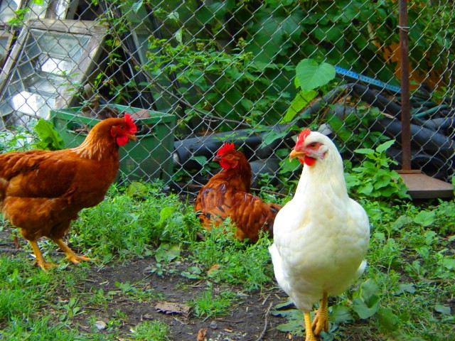 roosters are standing on grass behind a chain link fence