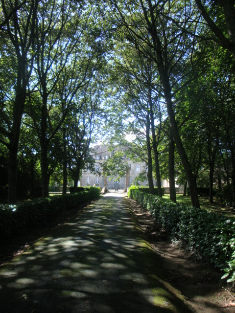 green and leafy trees line a pathway on a sunny day