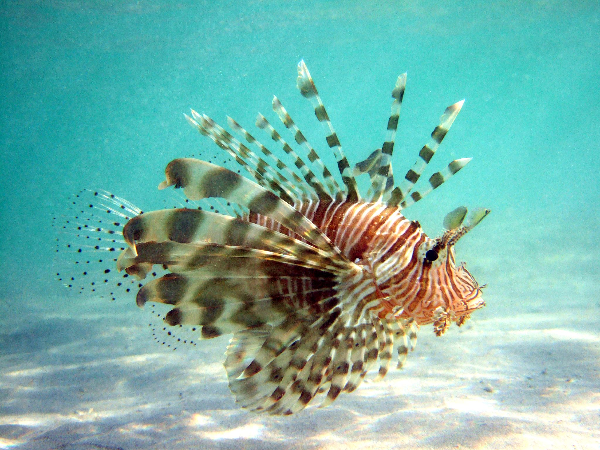 lion fish swimming under the water in the ocean