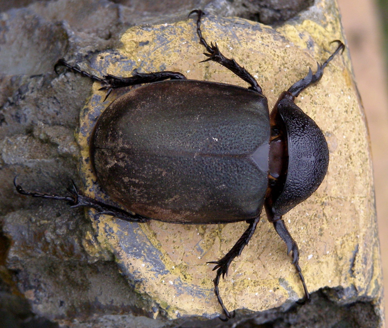 this is a picture of an insect on a rock