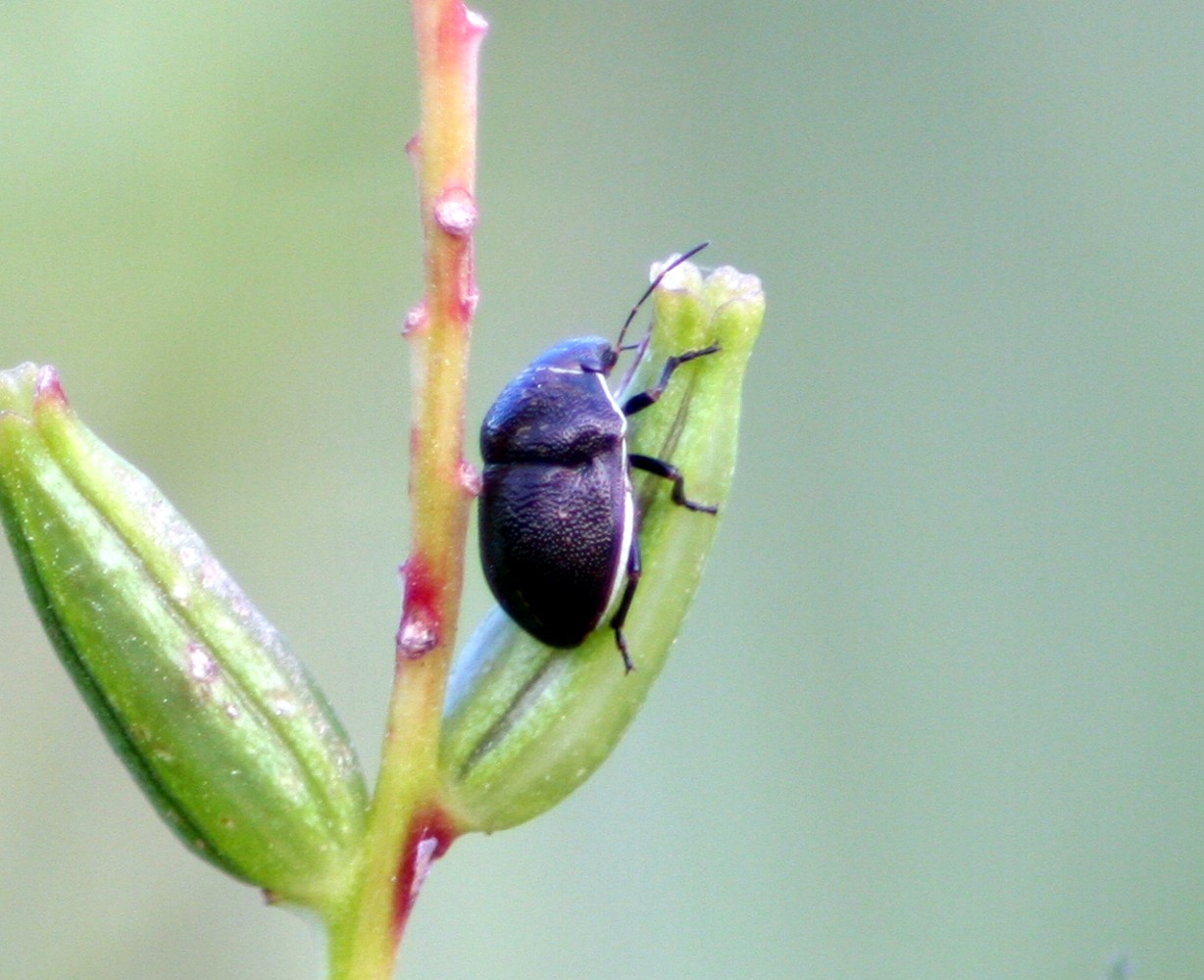 a beetle that is on top of a small plant