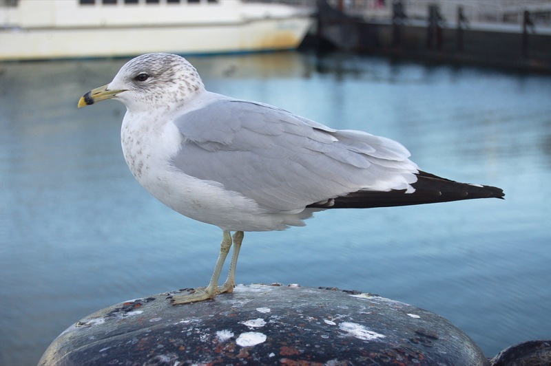 a seagull standing on the edge of a rock by some water