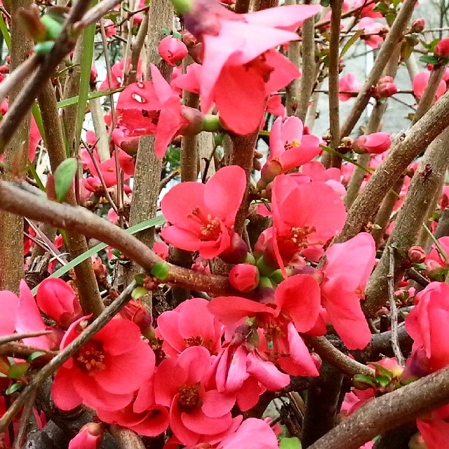 a bush with pink flowers in a garden