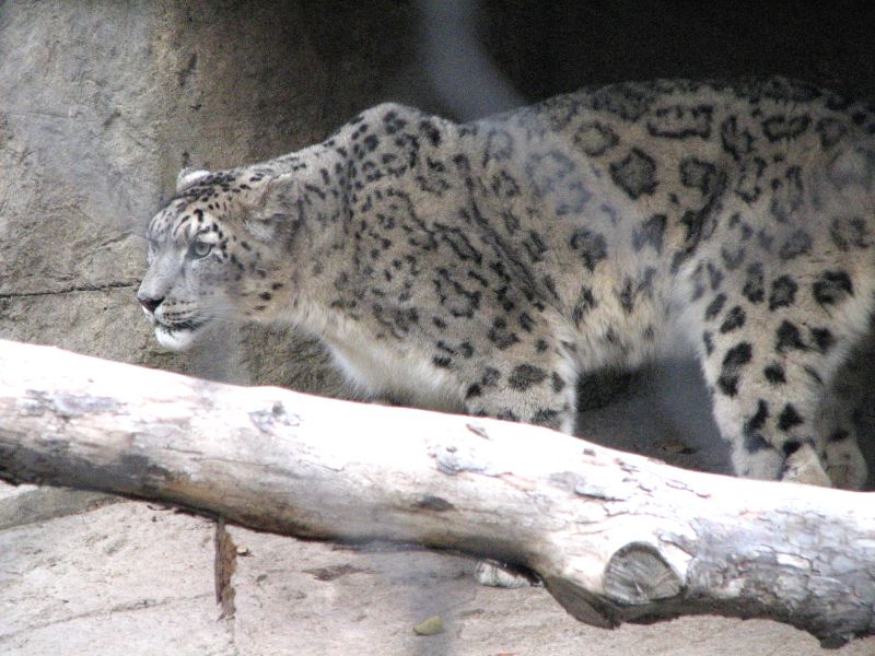 a snow leopard is walking along the stone wall