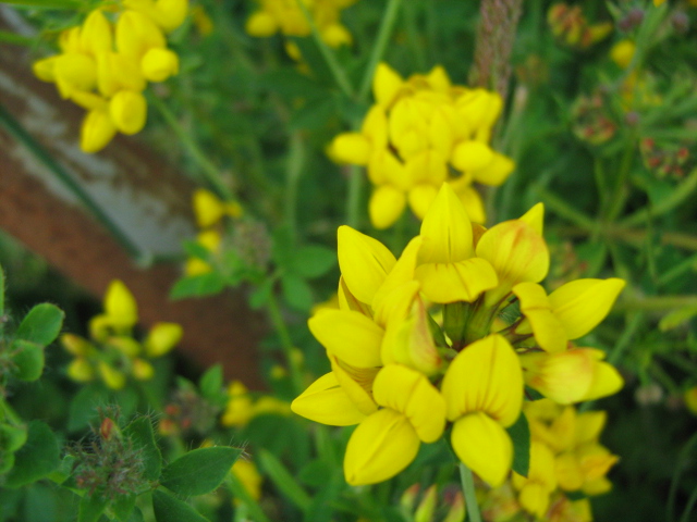 a close up of a flower with many yellow flowers