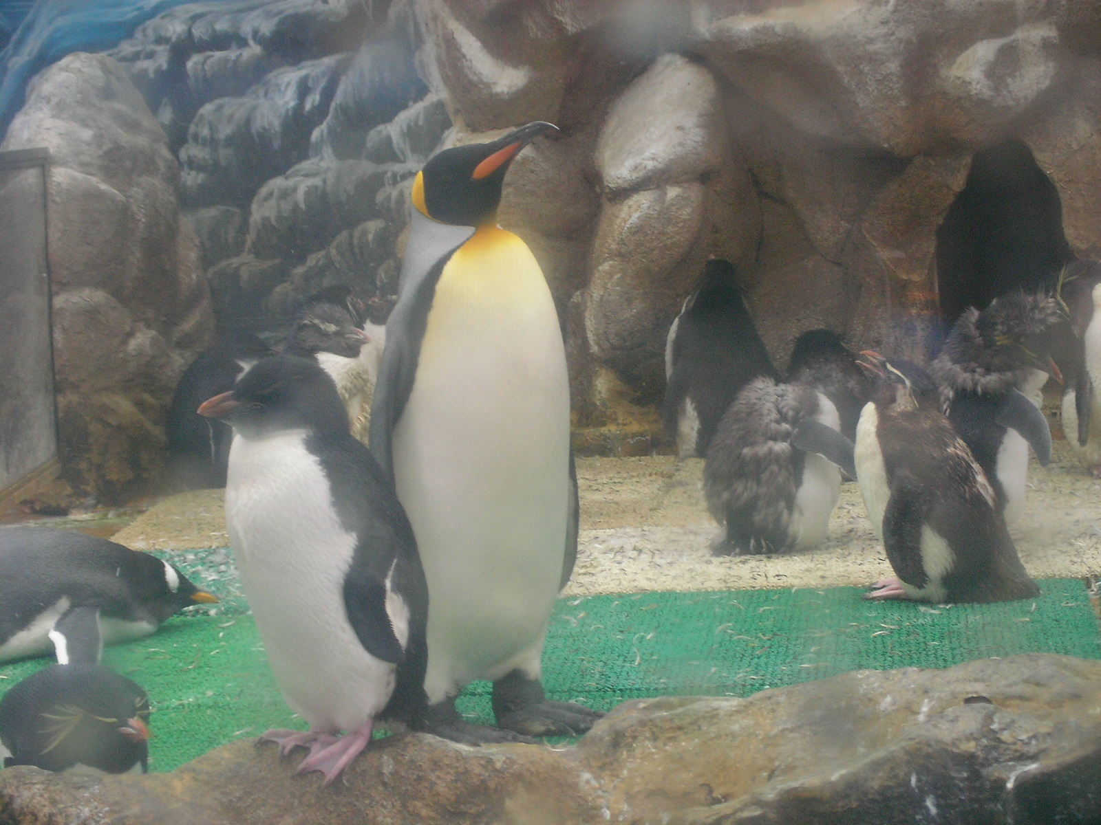 a penguin in the background, with other penguins behind it