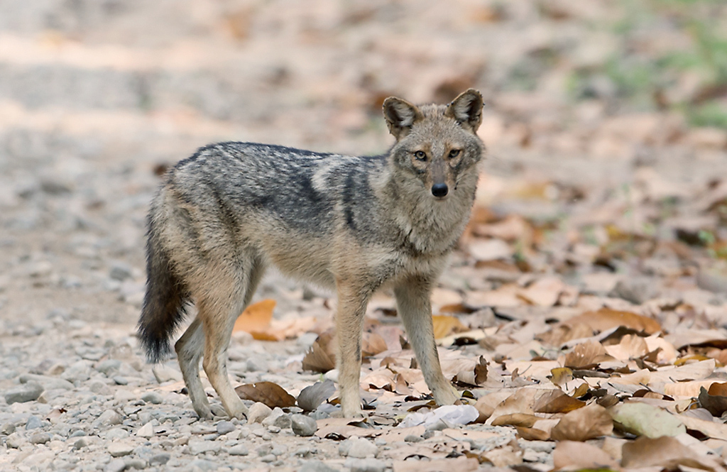 a young black - grey wolf standing in a rocky area