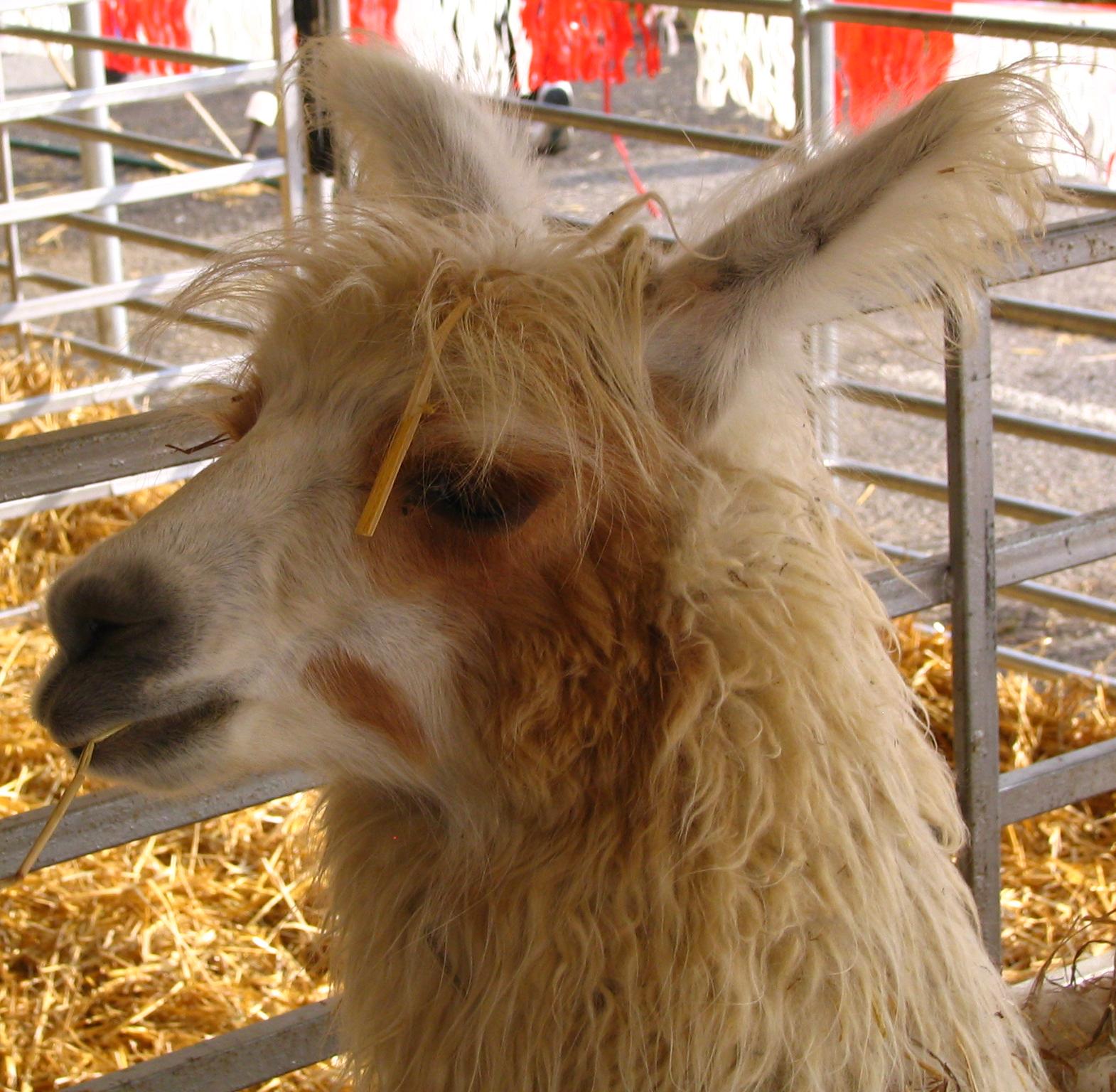 a llama is wearing soing with its ear up
