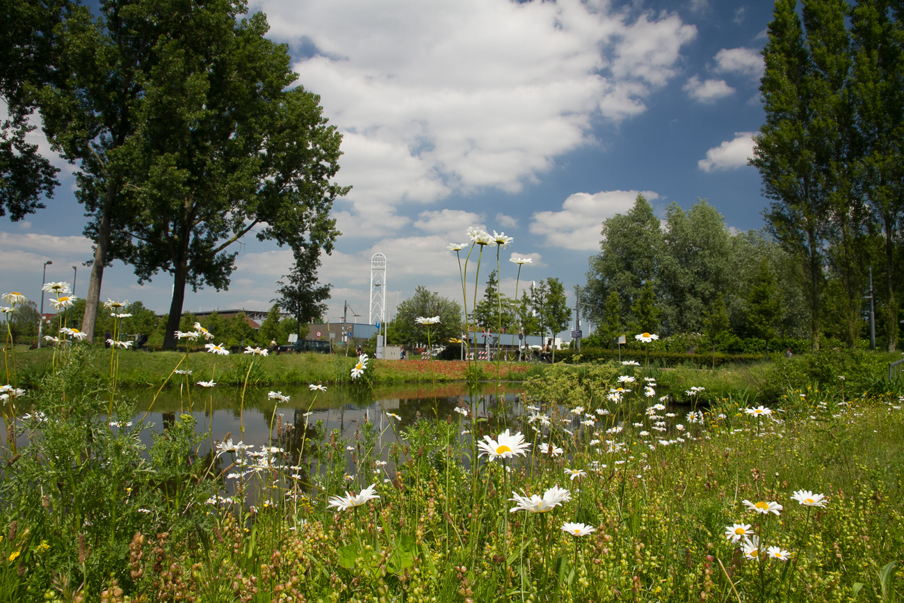 a pond surrounded by lots of white flowers