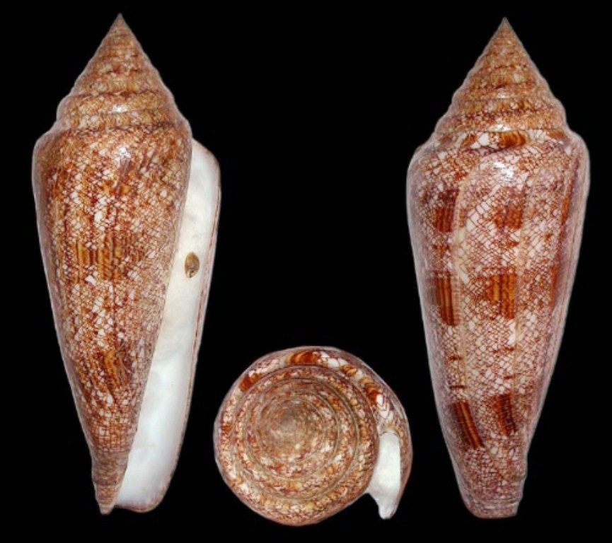 two seashells with their shells exposed, standing upright