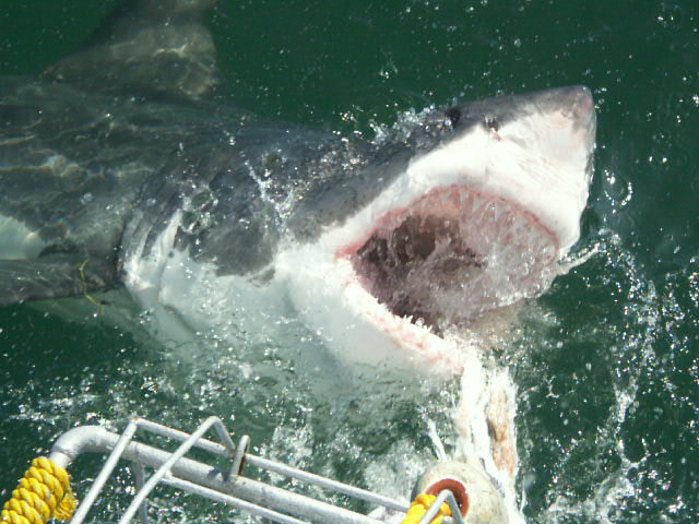 an image of a big white shark being attacked