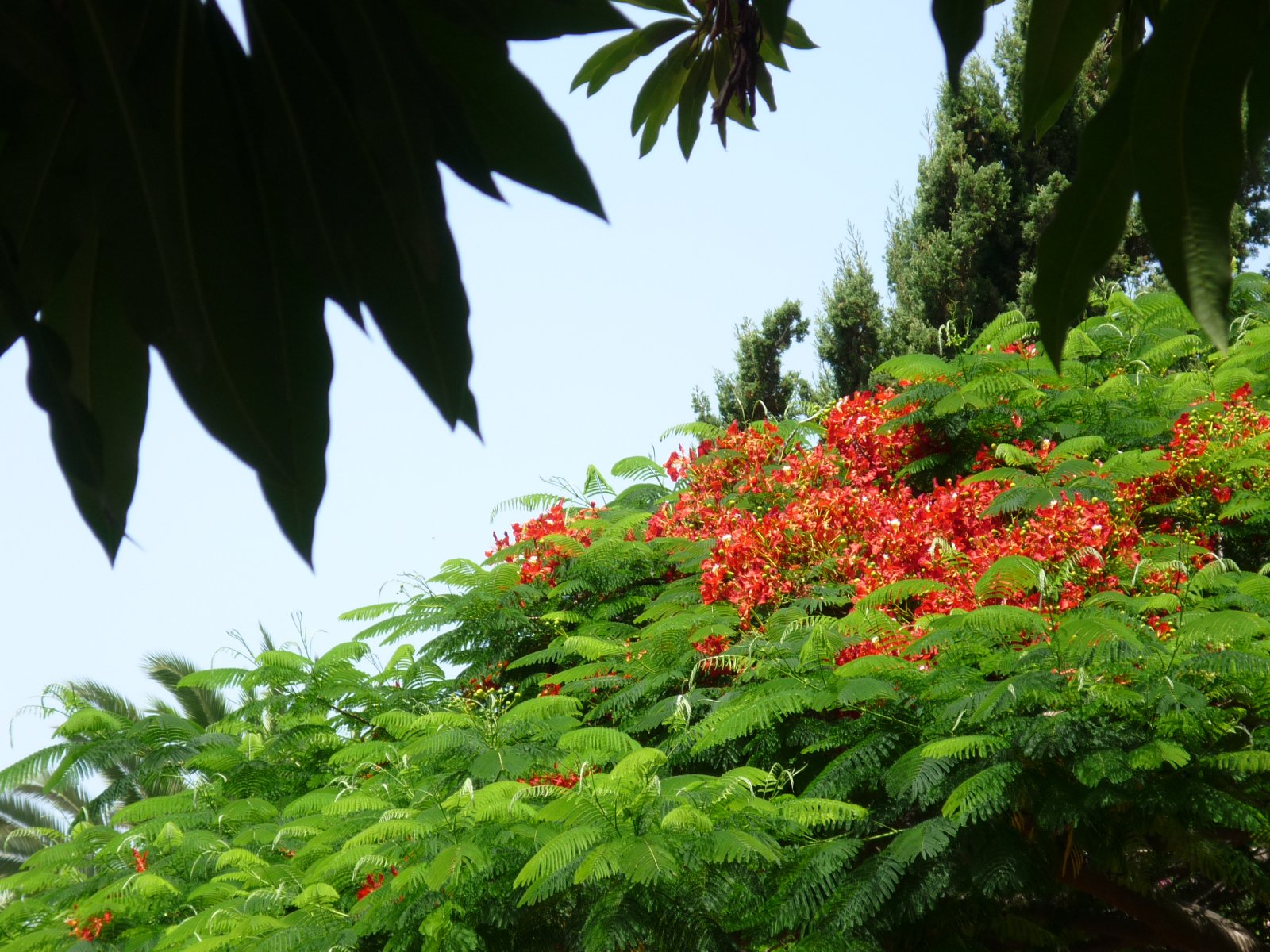 red flowers in a garden against green foliage
