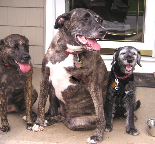 three dogs are sitting on the porch with their food dish in front of them