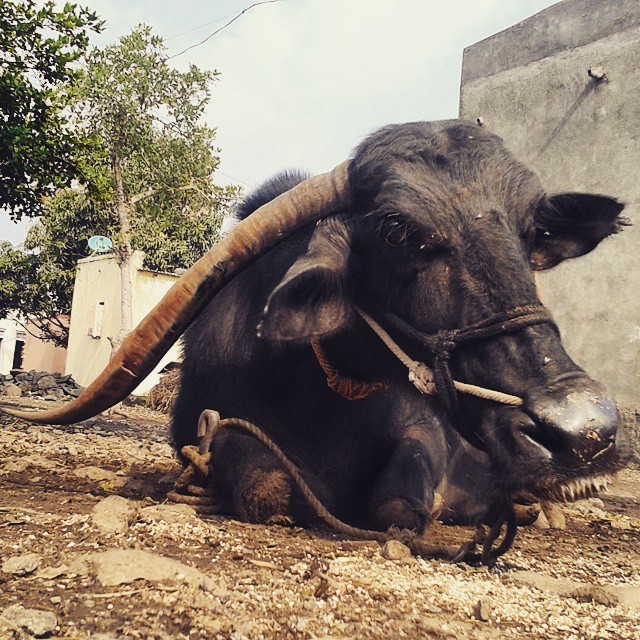 a horned cow with horns lying down in dirt