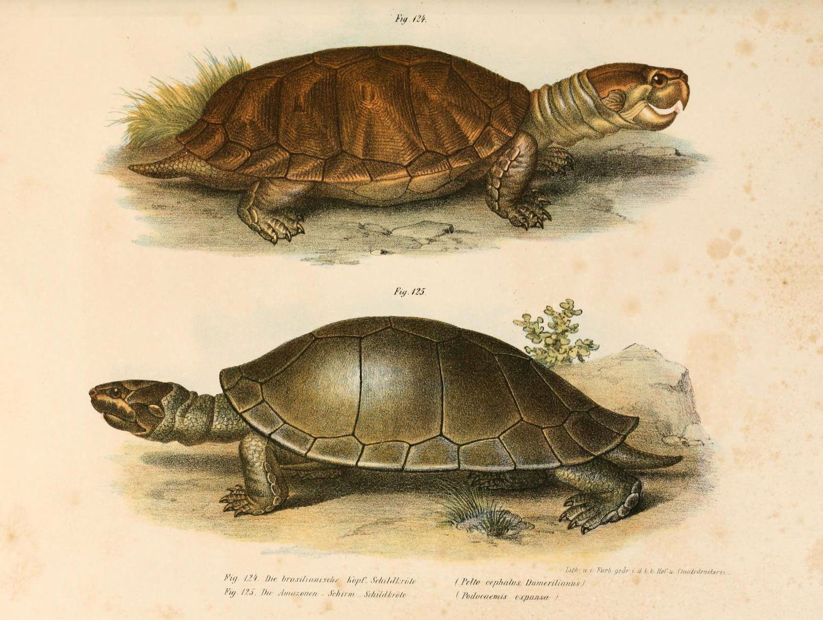 two types of tortoises