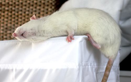 the white rat is resting on top of the table
