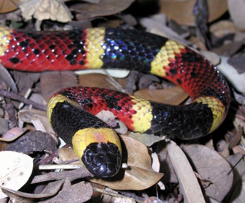 red yellow and black snake on leaves in leaves
