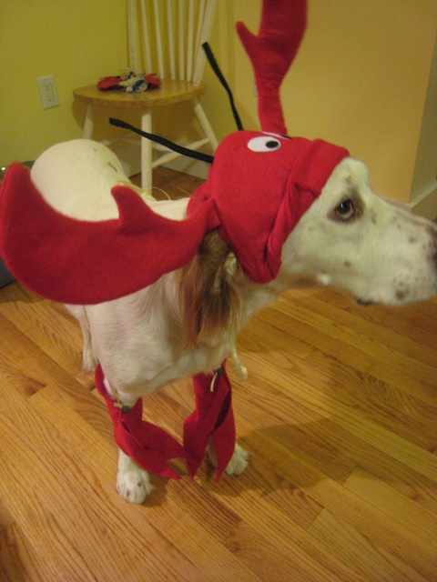 a dog with very large red horns, boots and a costume on