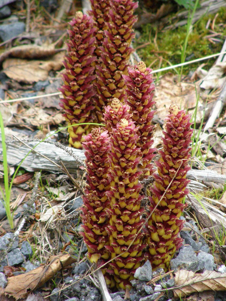 a small red flower sits on the ground in the forest