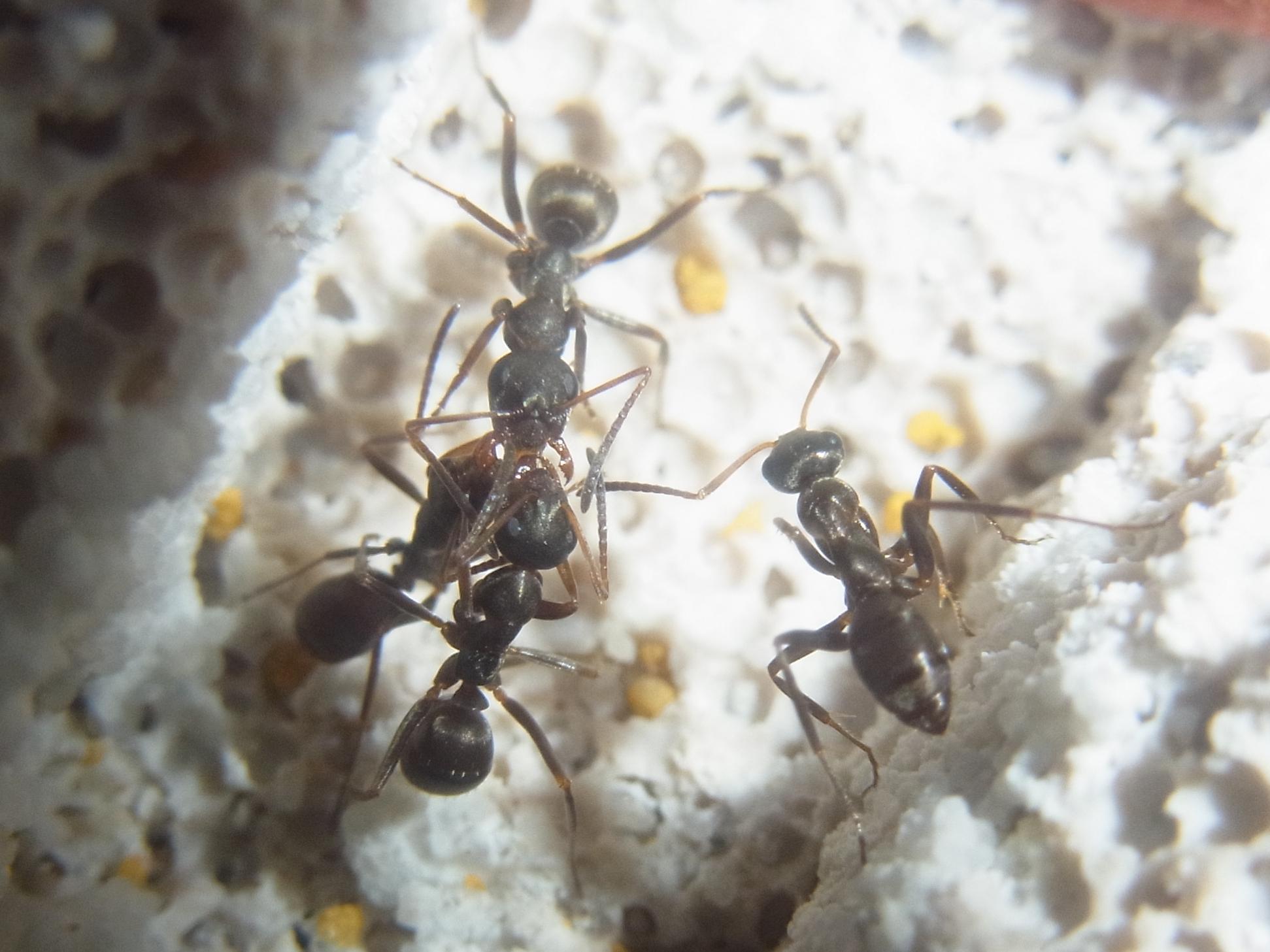 two large sized ants standing near some white dirt