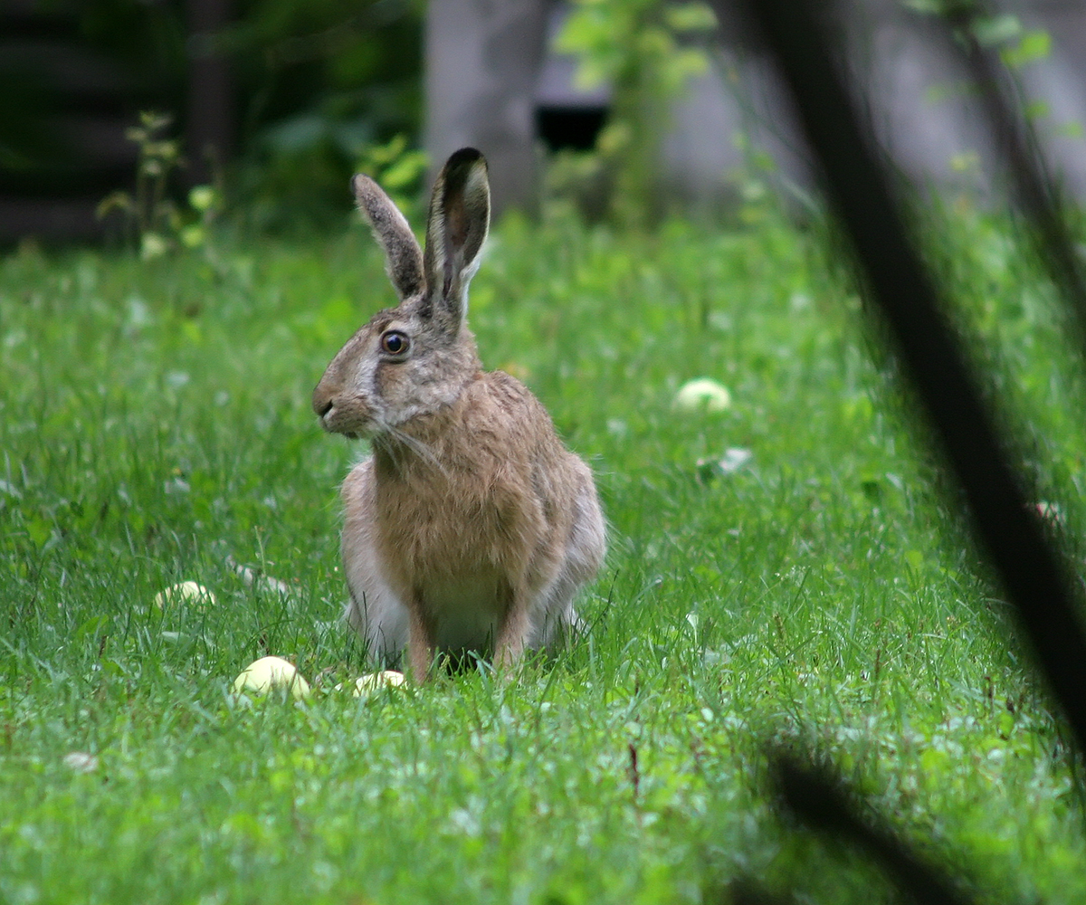 a rabbit that is sitting in the grass