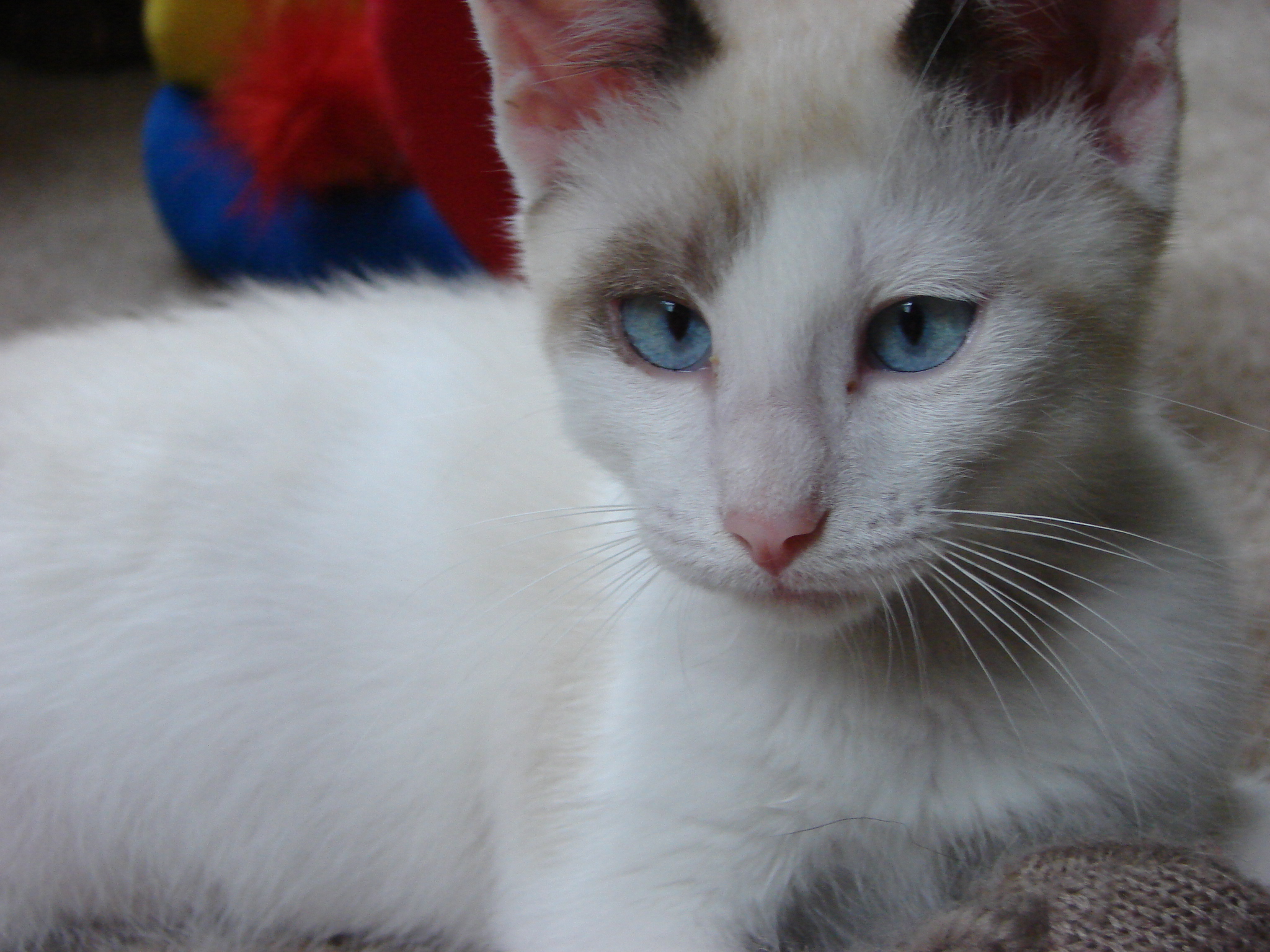 a white cat with blue eyes is lying down