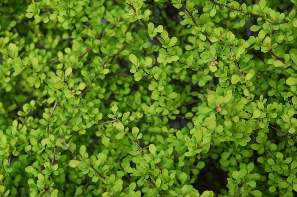 a picture of a plant that is green