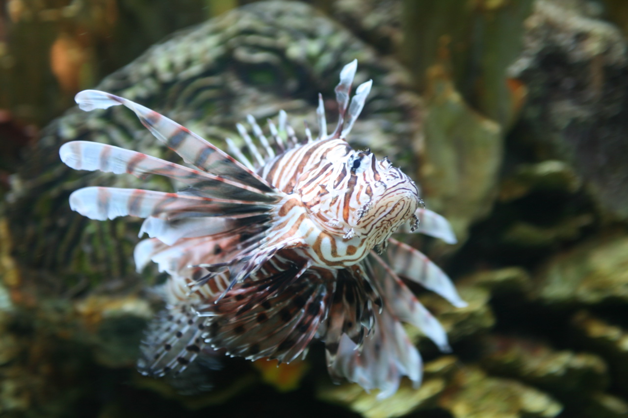 a closeup image of a lion fish with white stripes