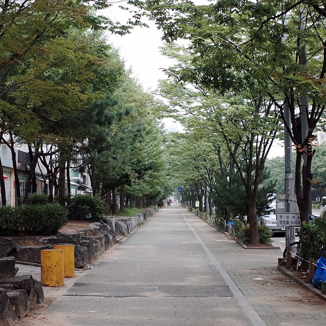 this is an empty street surrounded by trees
