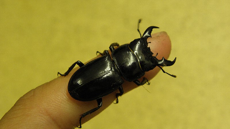 a small black bug on top of someones finger