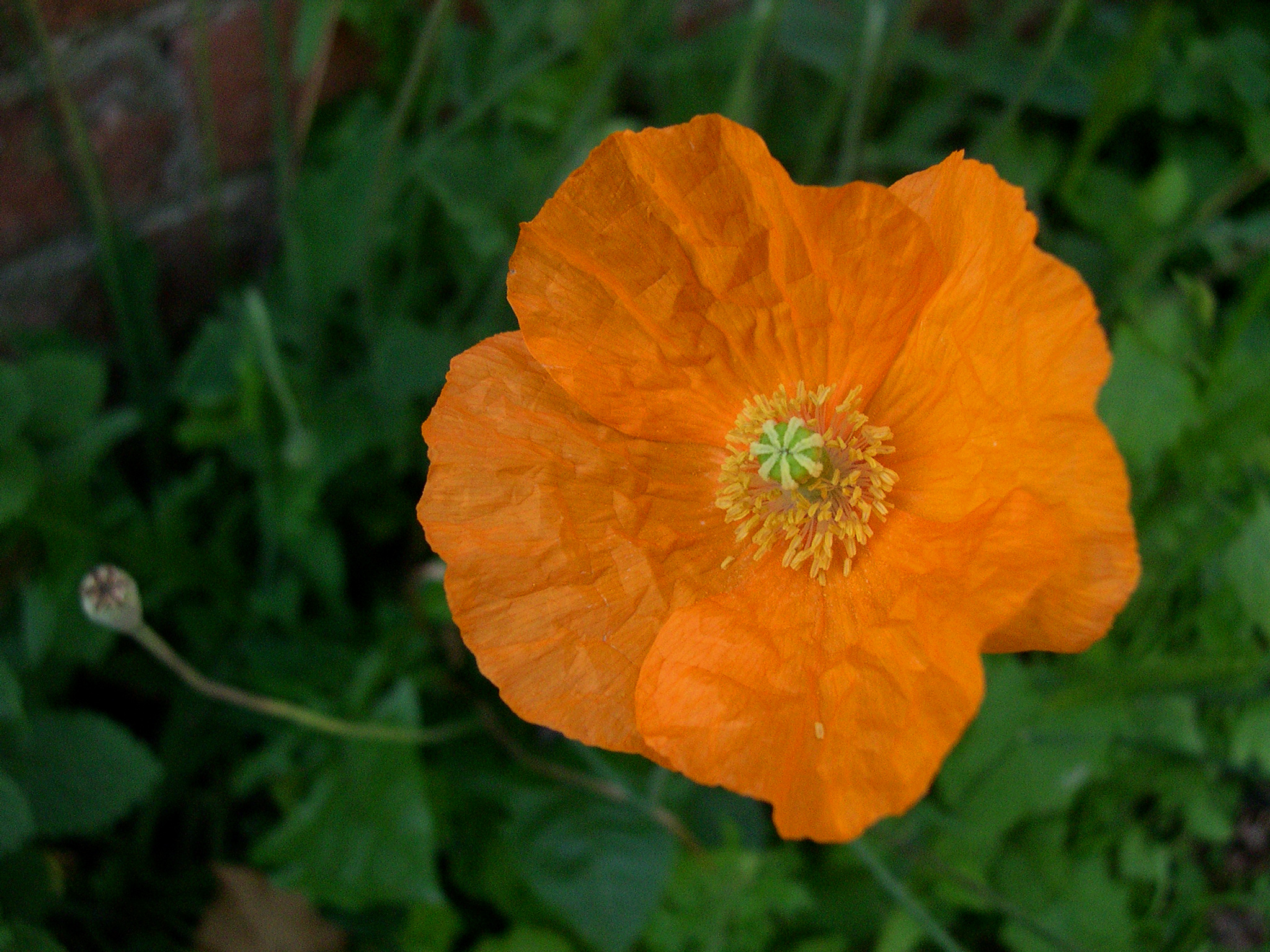 a bright orange flower with green leaves next to a brick wall