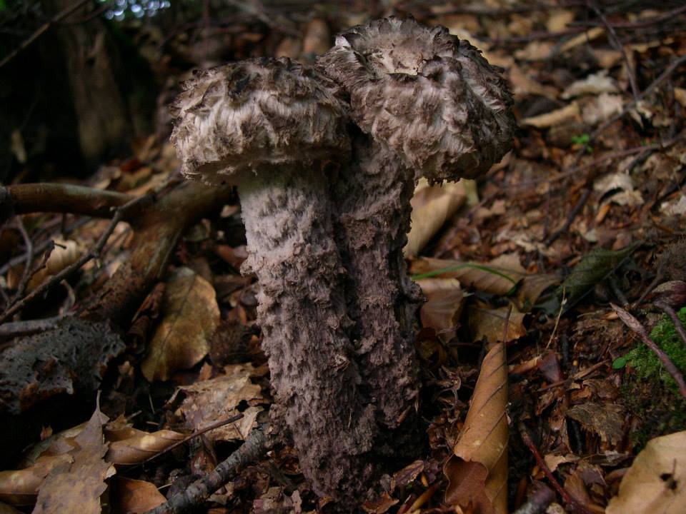 mushrooms that have gone from the tree in the woods