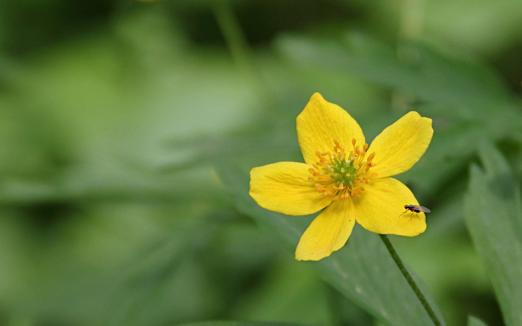 a yellow flower that is in the grass