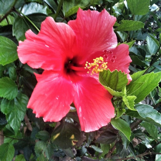 a bright red flower sits in the middle of the green leaves