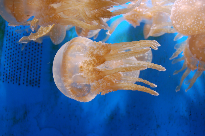 a group of jellyfish are swimming in a blue pool