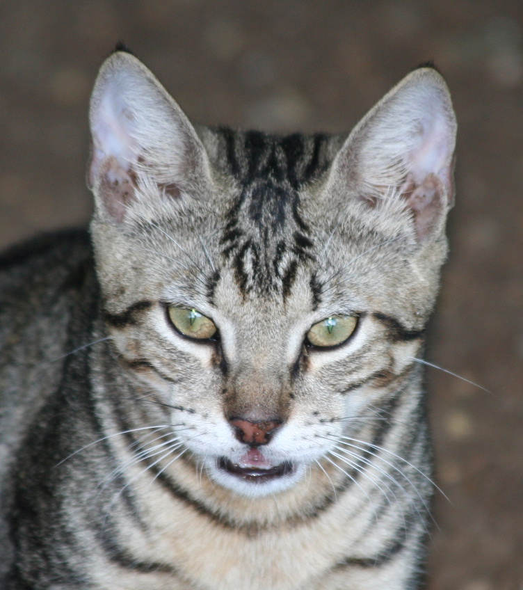 there is a cat that has yellow eyes