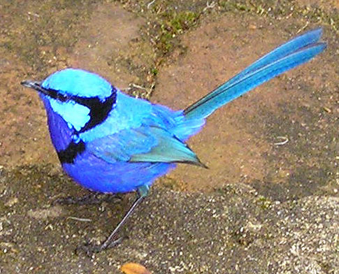 a blue bird stands on concrete with his beak open