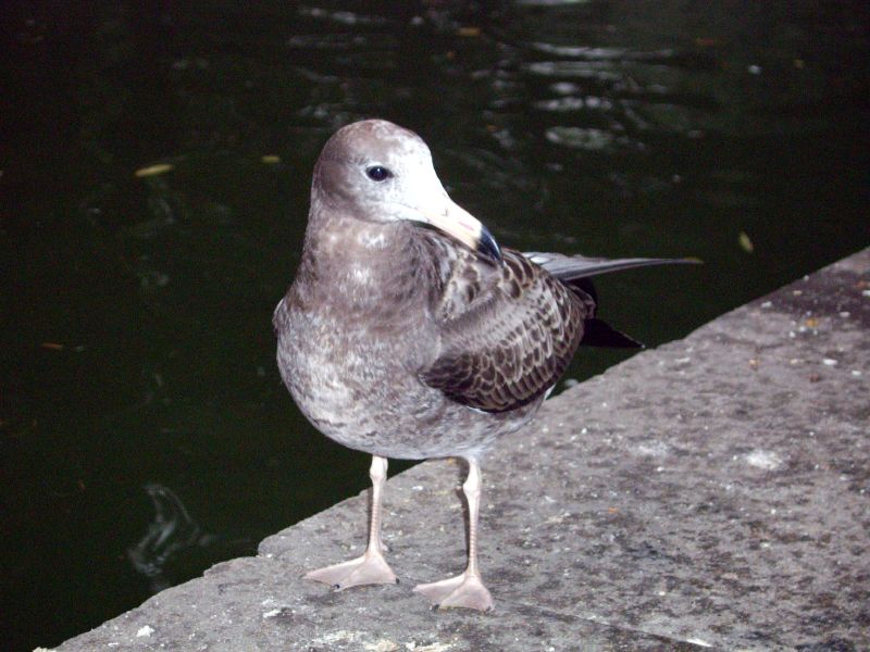 a close up of a small bird on a shore