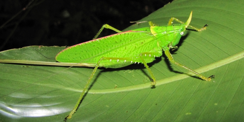 a bright green insect resting on a green leaf