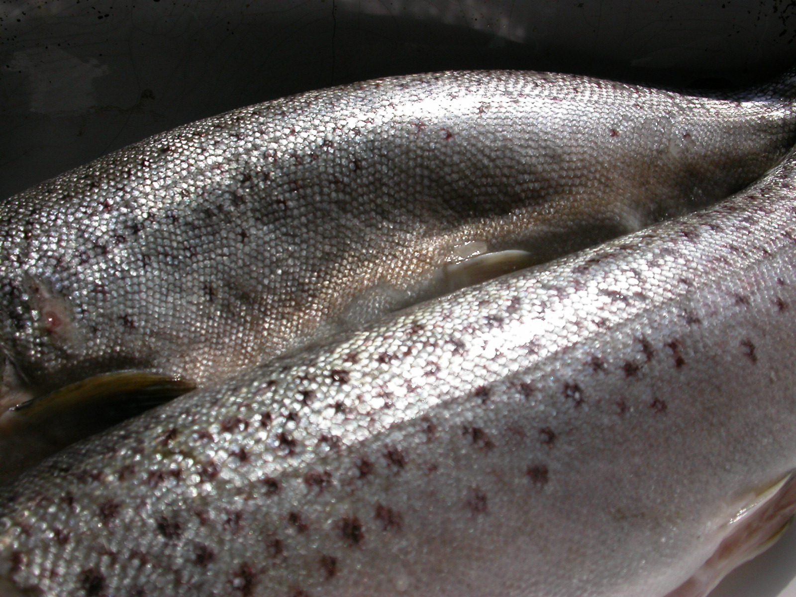 a fish with the skin still attached to it's side